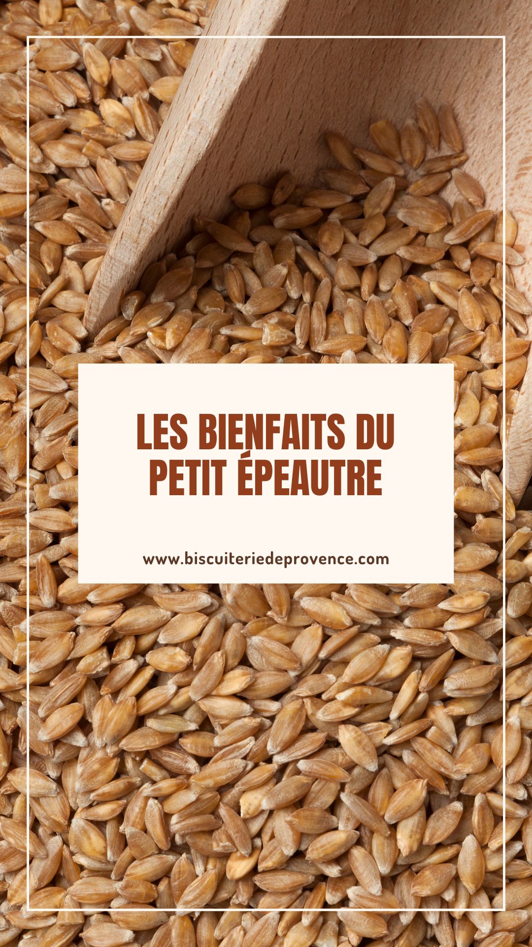 Les bienfaits du petit épeautre 